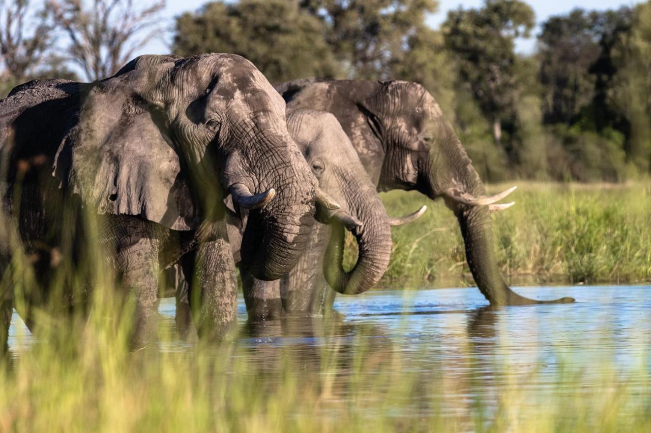O Bona Moremi Safari Lodge Khwai Екстериор снимка
